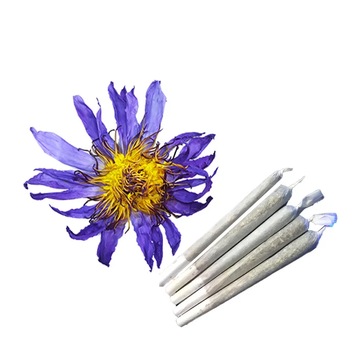 blue lotus cigarettes Clqq Factory Price Wholesale Healthy Cigarettes Calm Blue Lotus Flower  Dried Herbal Nymphaea Caerulea