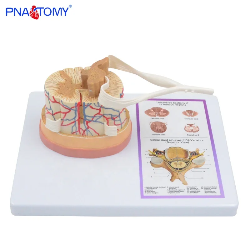 Ampliada Humanos Nervio Modelo La Médula Espinal Del Sistema Nervioso  Pnt-0620b - Buy Modelo Del Sistema Circulatorio,Modelo Anatómico,Modelo De  Los Nervios De La Columna Vertebral Product on 