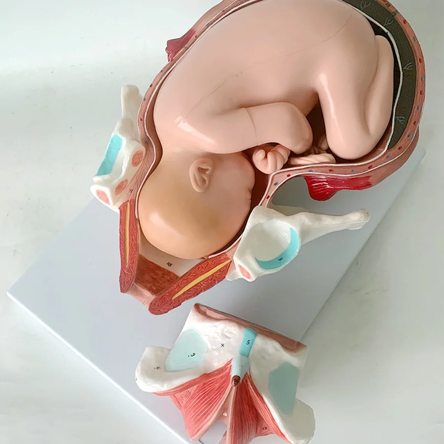 Detachable Anatomical Model of Full-Term Fetal Delivery Model of Neonatal Delivery Process