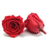 rose red