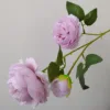 Peonía Yang, lila claro.