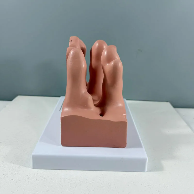 Human Skeletal Anatomy Model - Large Intestine Villus