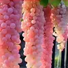 14# fruta rosa