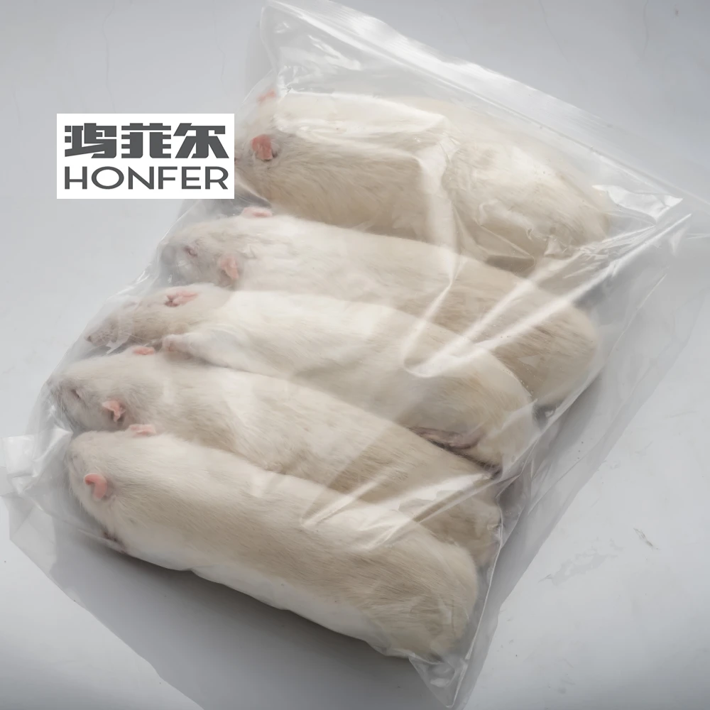 Pinky Mice For Pet Snakes,Lizards,Frogs,Turtles,Crocodiles,Foxes,Hawks,Spiders,Cats Pet Food Of