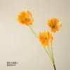 Yellow great poppy