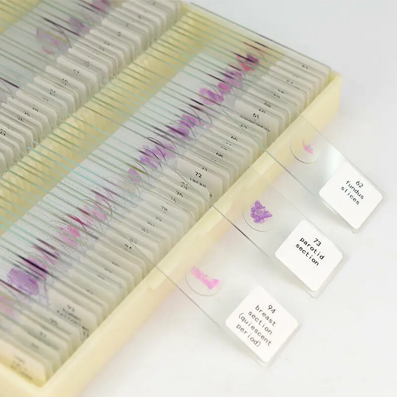 Prepared Microscope Slides Box with Blood Specimen