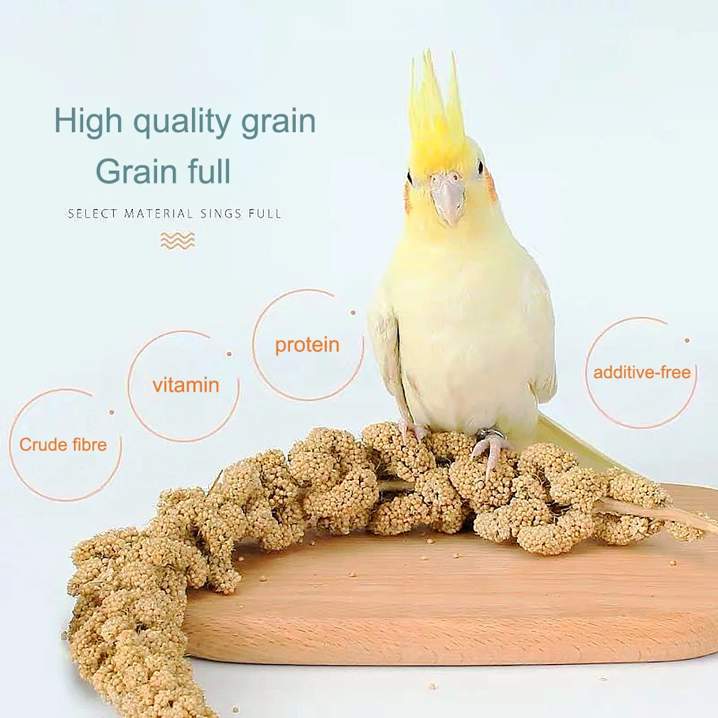Wholesales Bird Feed Yellow Millet Wheat Panicle For Parrot Hamster