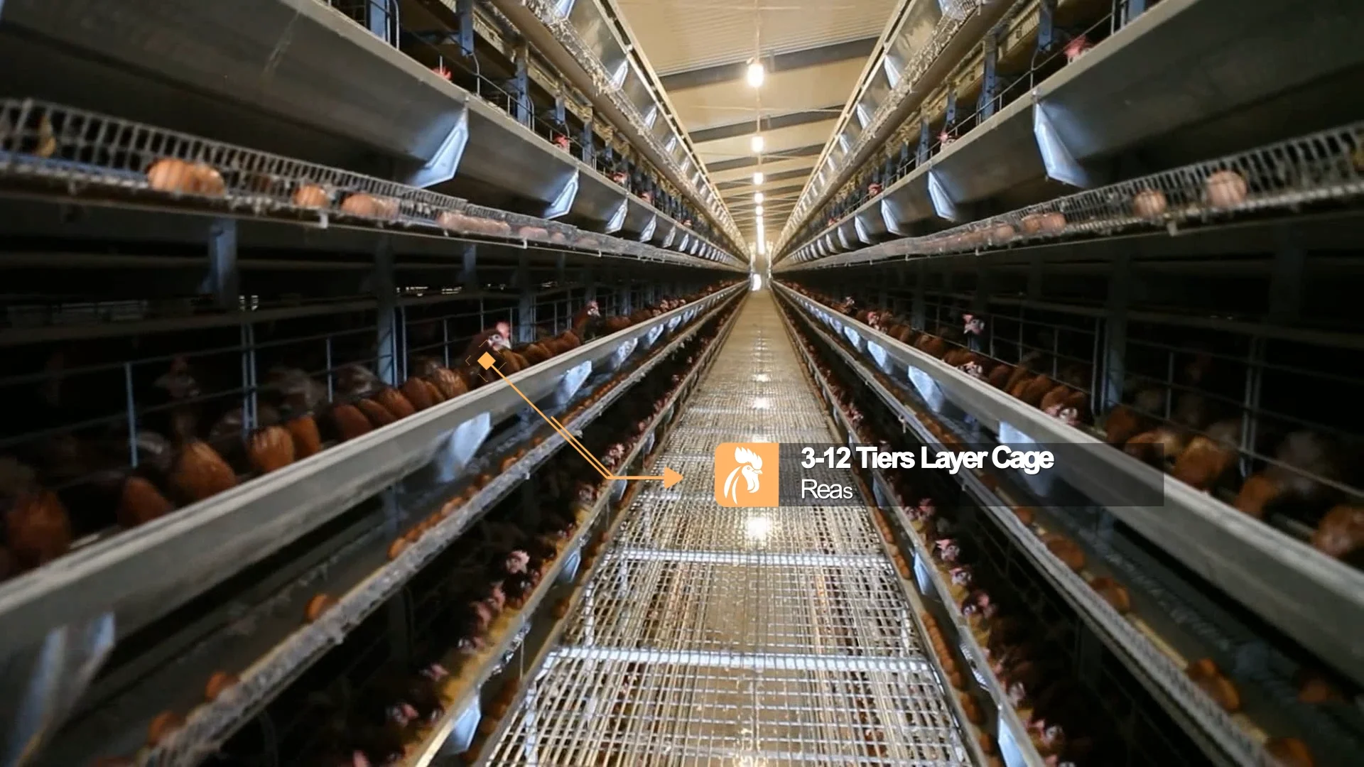Automatic Egg Commercial Poultry Farm Chicken Battery Cages System For