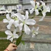 Flame orchid white