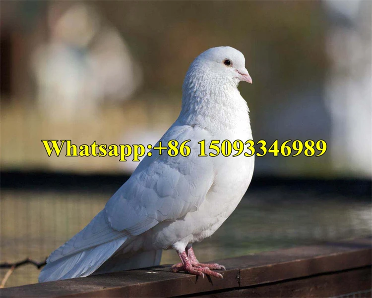 Anelli Da Zampa Per Uccelli - 60 Pezzi In Plastica, Per Piccioni, Polli, Anatre