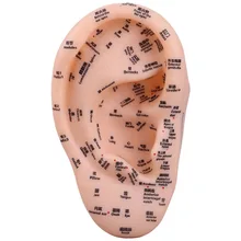 15pcs Practice Ear Acupuncture Points Model Chinese Medicine Acupuncture Ear Models