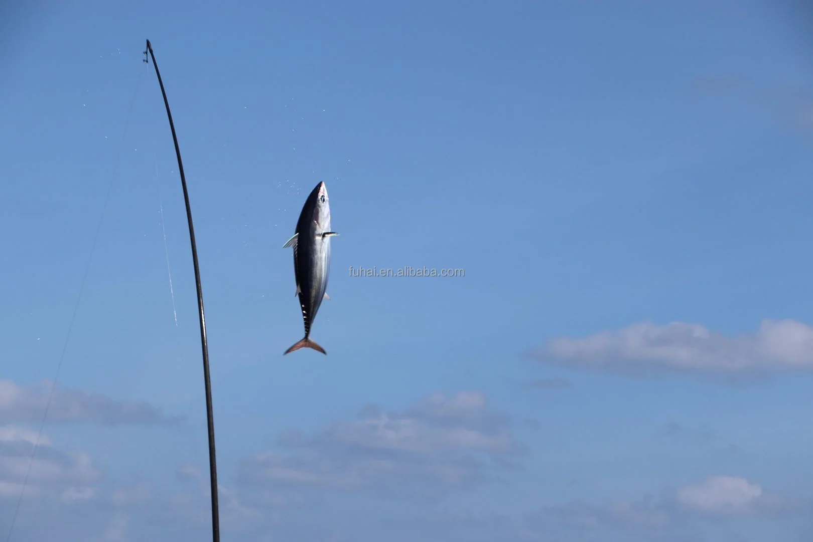 One Section 4m 5m 6m 7m Longfin Pole Jack Pole Skip Jack Fiberglass Tuna Rod One Section 4m 5m 6m 7m Longfin Pole Jack Pole Skip Jack Fiberglass Tuna Rod