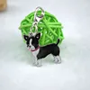 Chihuahua Black color