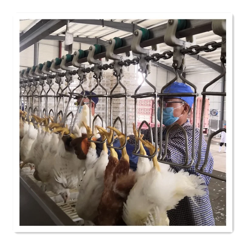 Customizable New Condition Chicken Slaughter Machines Chicken Slaughter Line  Poultry Slaughterhouse Equipment