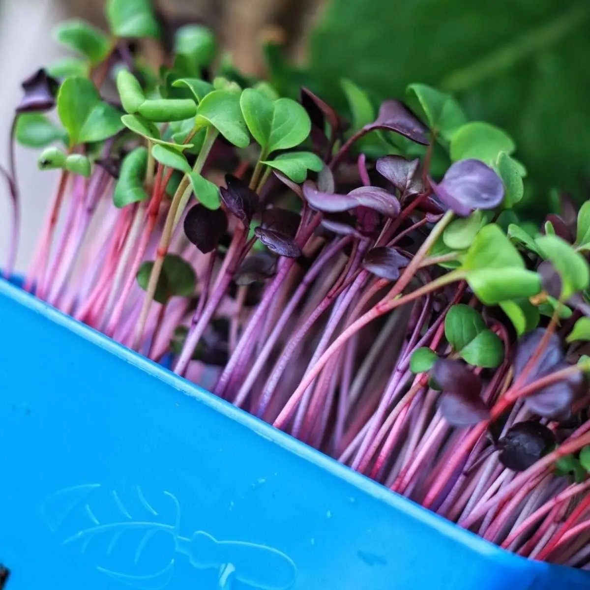 Automatic Microgreen Tray Harvesting Machine Microgreen Leaf Lettuces Harvester Cutter Machines