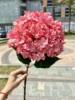 #4 pink