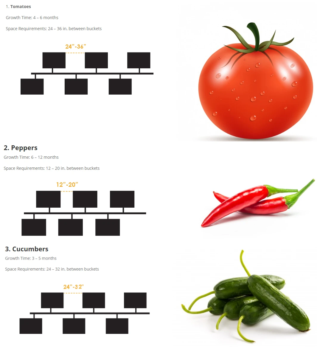 Dutch Bucket Tomato hydroponics System