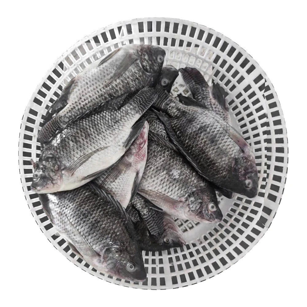 Frozen Fish Tilapia Custom Packing 10kg 10lbs Per Carton Iwp Ivp Iqf Frozen Tilapia Fish Frozen Black Tilapia Fish