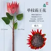 Single-stem Queen of the Night (Orange)