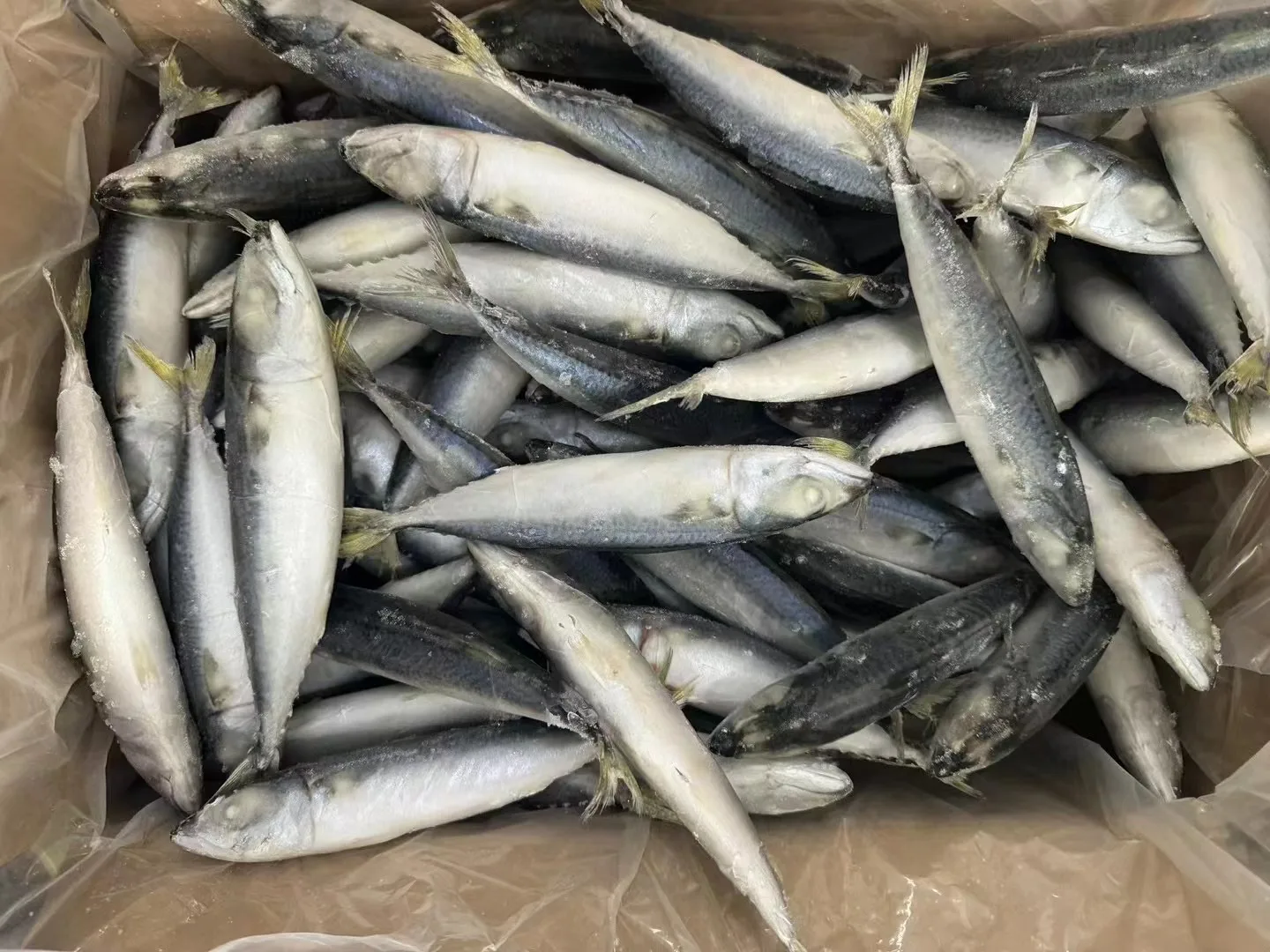 Whole Round Mackerel Fish Frozen Pacific Mackerel Best Price/frozen