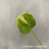 Anthurium 4