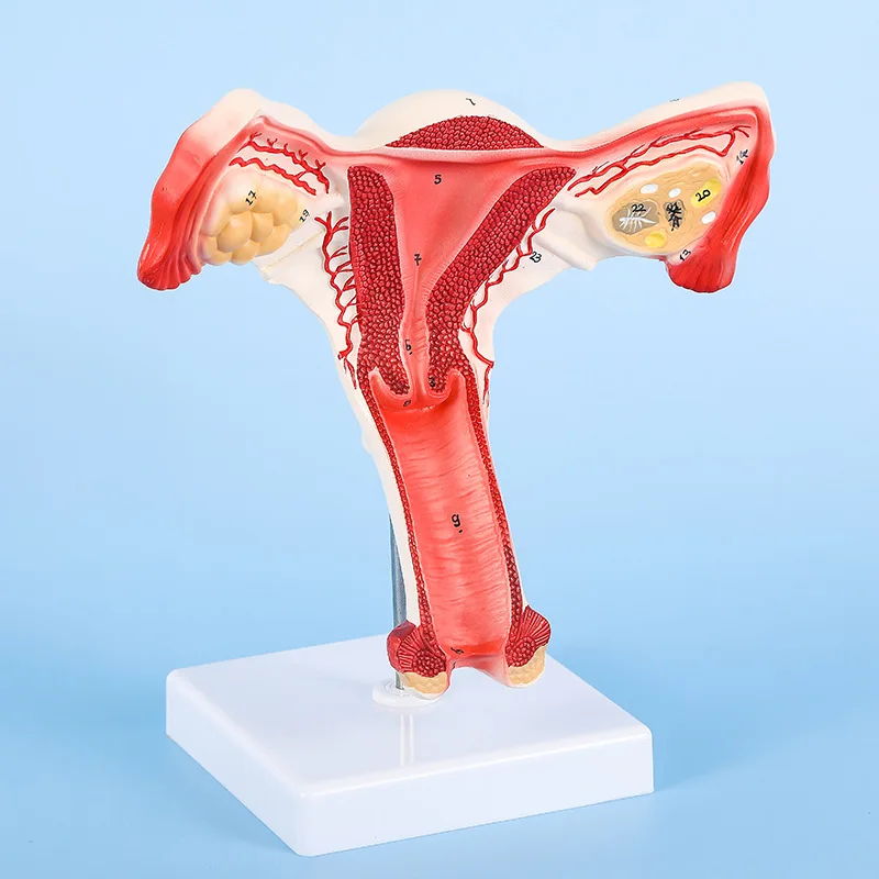 Manufacturers Supply Human Uterine Anatomy Model Ovarian Anatomical ...