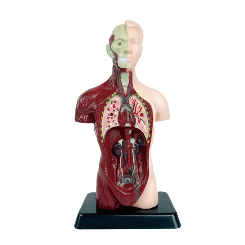 New Type Children's Educational Toy Human Body Model Anatomical Model Human Body Organ Model