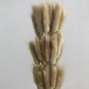Caqui
