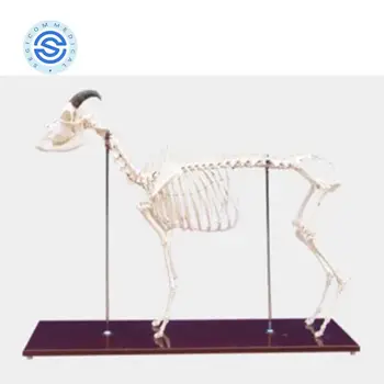 Anatomical Lamb Skeleton Medical Model Anatomic Acupuncture free 3d animal model life size animal model