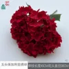 Hortensia búlgara de cinco cabezas XQ Red