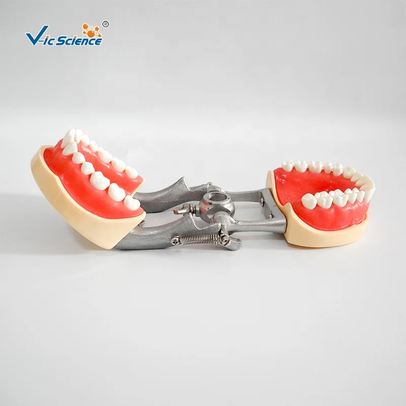 High Quality Dental Teeth Model - Chinese Nissin Standard