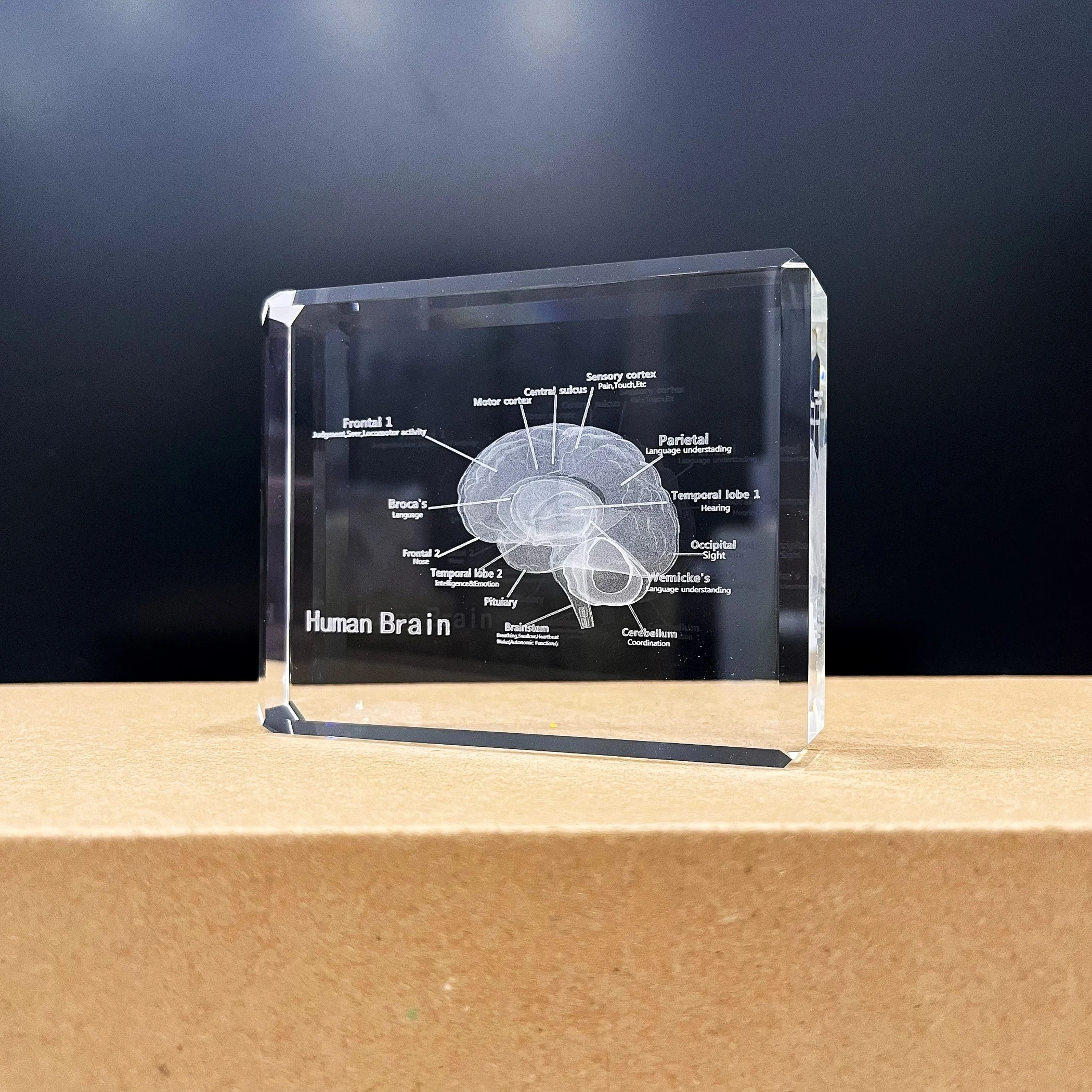 3D Human Brain Crystal Model - Perfect for Education & Decor