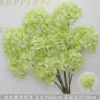 Green Candy Hydrangea