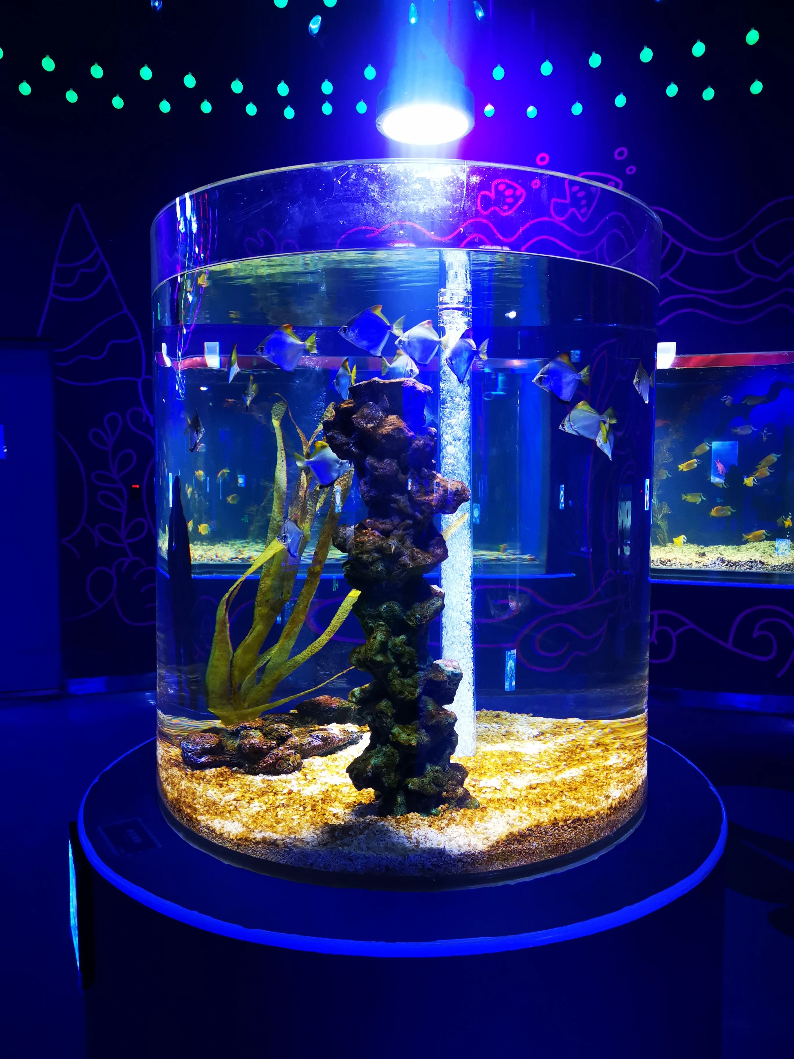 Cylindrical Aquarium Sustainable Durable Solutions
