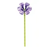 morning glory-087a-7