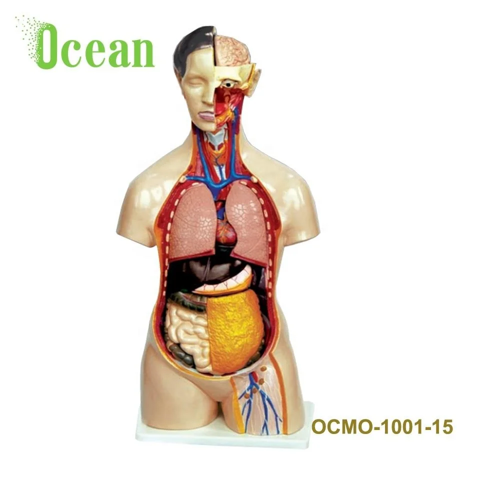 Medical Science Human Body Anatomy Sexless Torso Model Buy Man S Human Torso With Viscera Model Medical Teaching Aids Children Learning Aids Medical Supplies Human Teaching 85cm Male Torso 19 Parts Torso Series