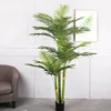 2M Dypsis lutescens, 3 tallos, 30 hojas