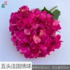 Cinco cabezas de hortensia francesa LFY rosa roja