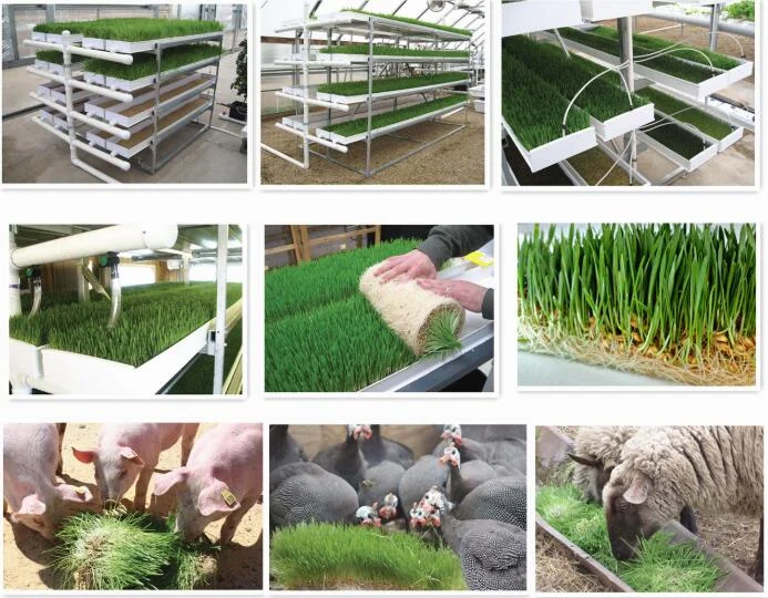 animal fodder system