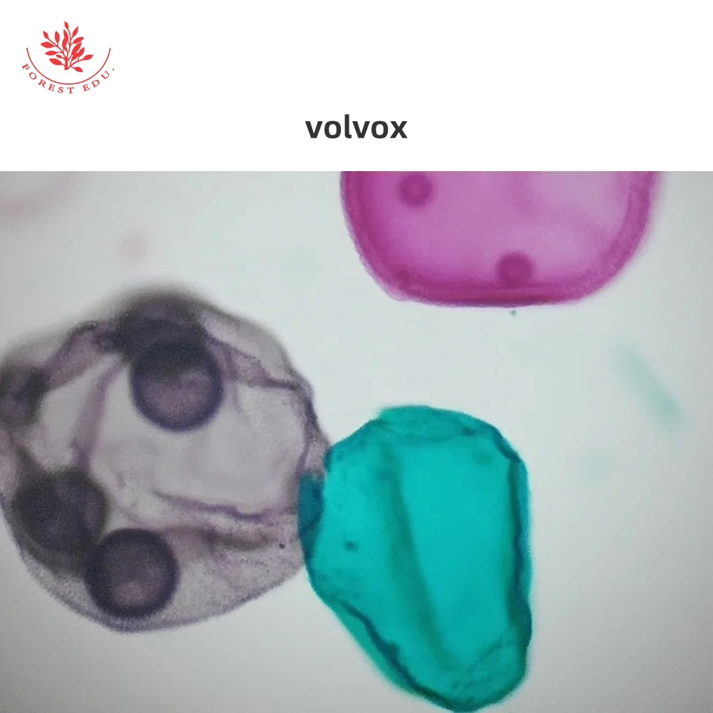 Биологический эксперимент использование микроскопов лабораторий профессиональный Медицинский микроскоп слайды