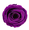Violet noble