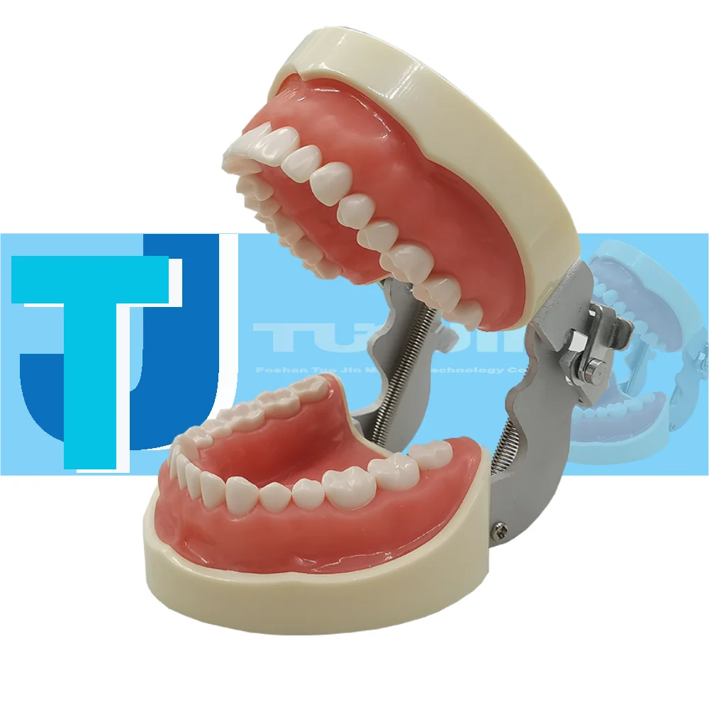 32pcs Dental Teeth Model - Nissin Compatible Training Tool