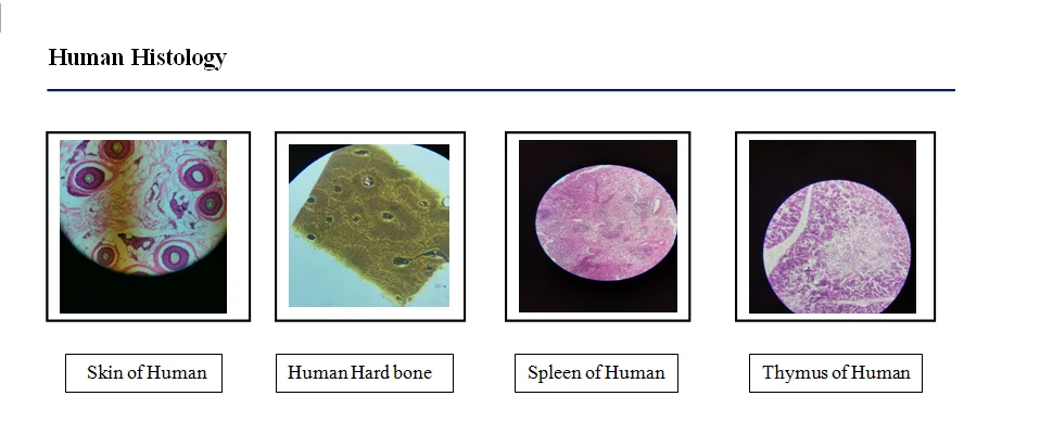 Human Histology Prepared Educational Laboratory Histology Prepared