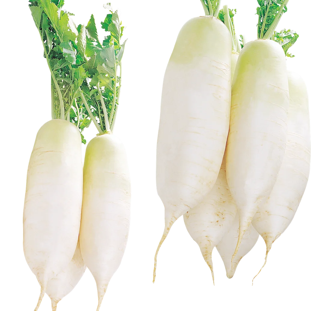 new crop chinese radish for wholesale top grade healthy and