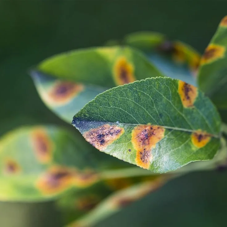Shop Biological Fertilizer Bacillus subtilis Improve fertilizer efficiency-Detailed Image 1