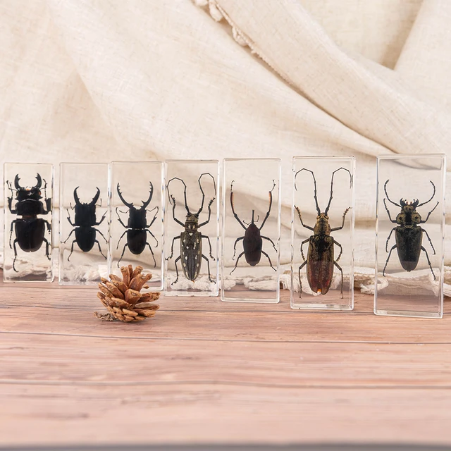 New Packing Low Cost Stag Beetles Family Insect Bug Real Specimen in Resin stag beetles resin specimen for teaching