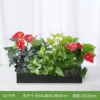 Zijin [Adecuado para jardineras de 60 cm]