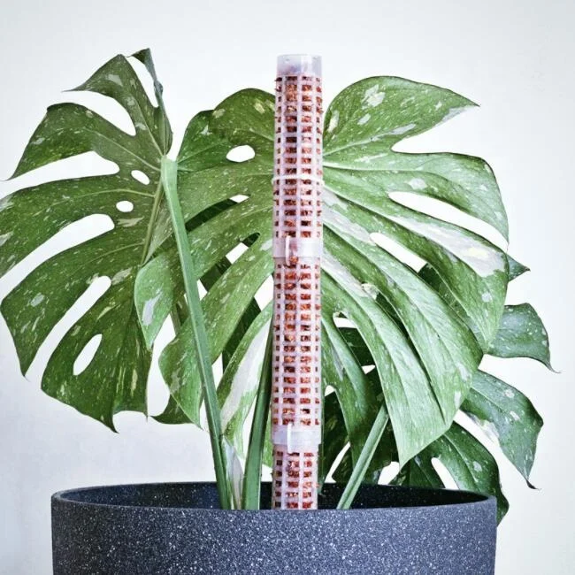 gummibaum zimmerpflanze kaufen Gummibaum - Ficus Elastica Robusta mit Stamm - 180 cm main image 1