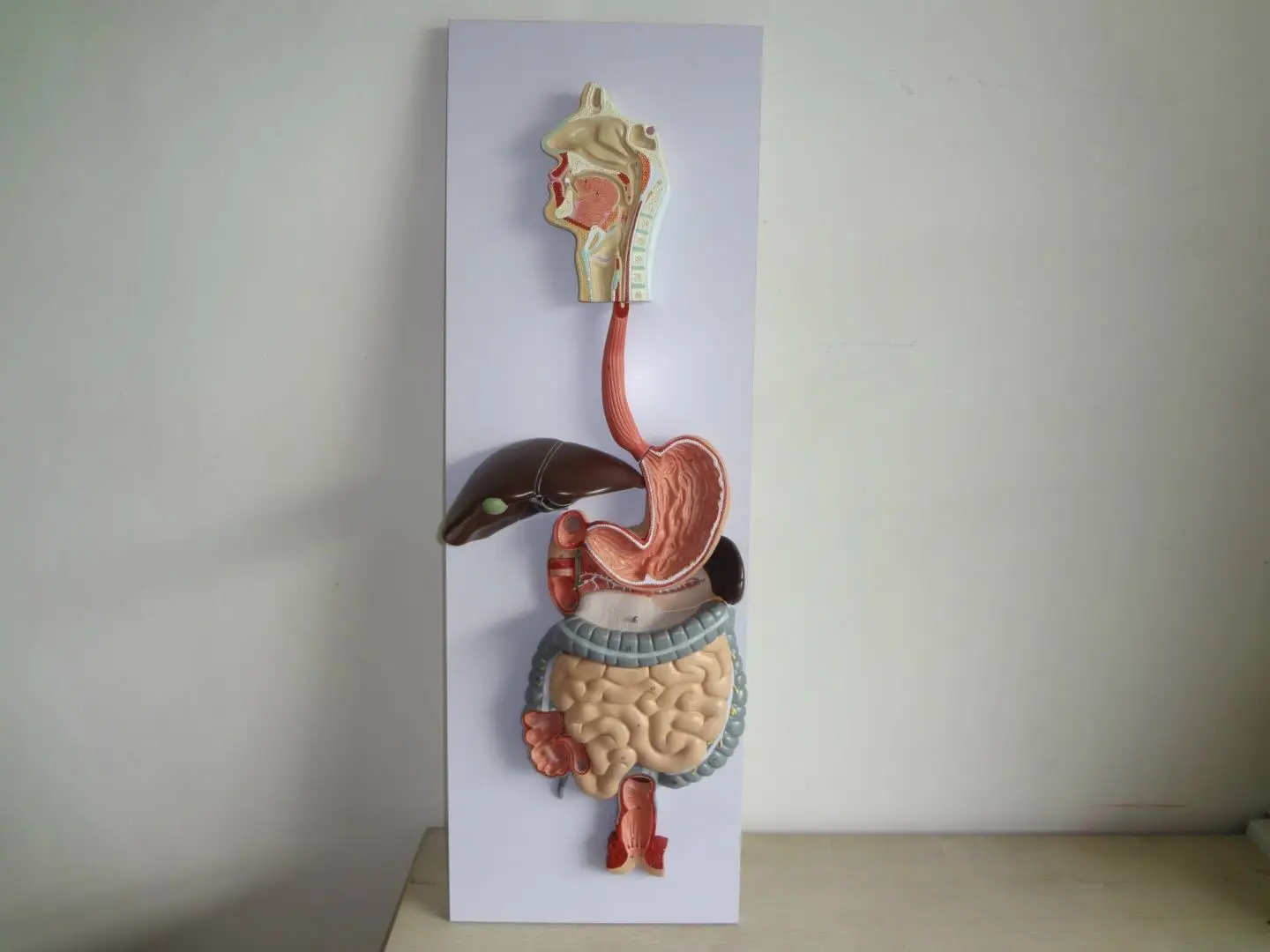 Medical Science Human Digestive System Model Digestive Tract Stomach ...