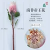 South African King Protea, pink center, white